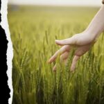photo - hand touching grain in field